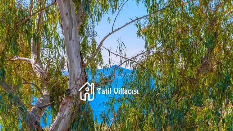 Villa Alp
