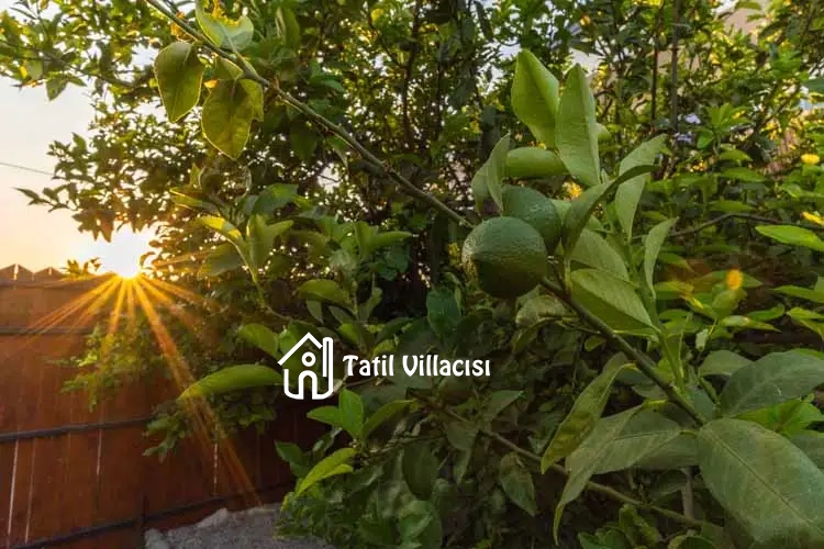 Villa Su Patara